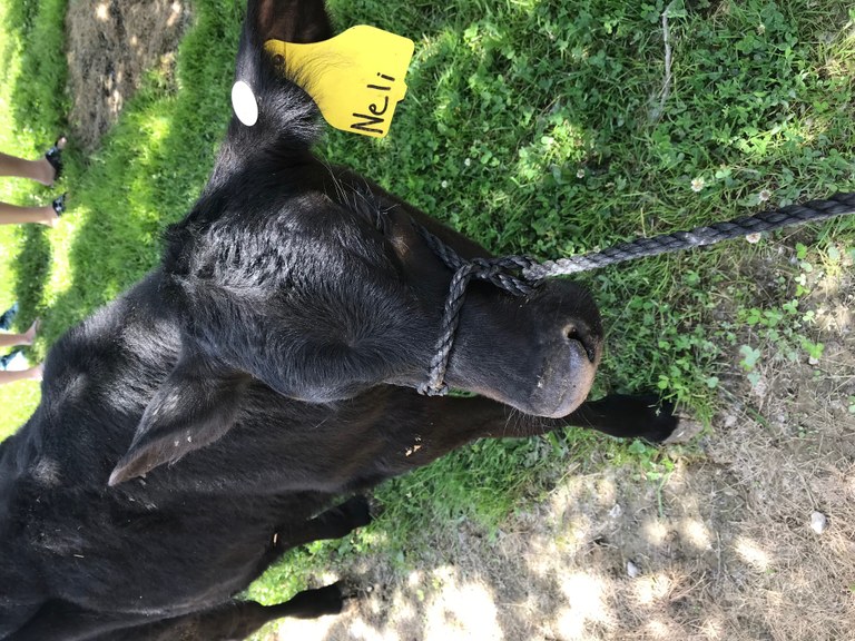 Durand FFA Petting Zoo