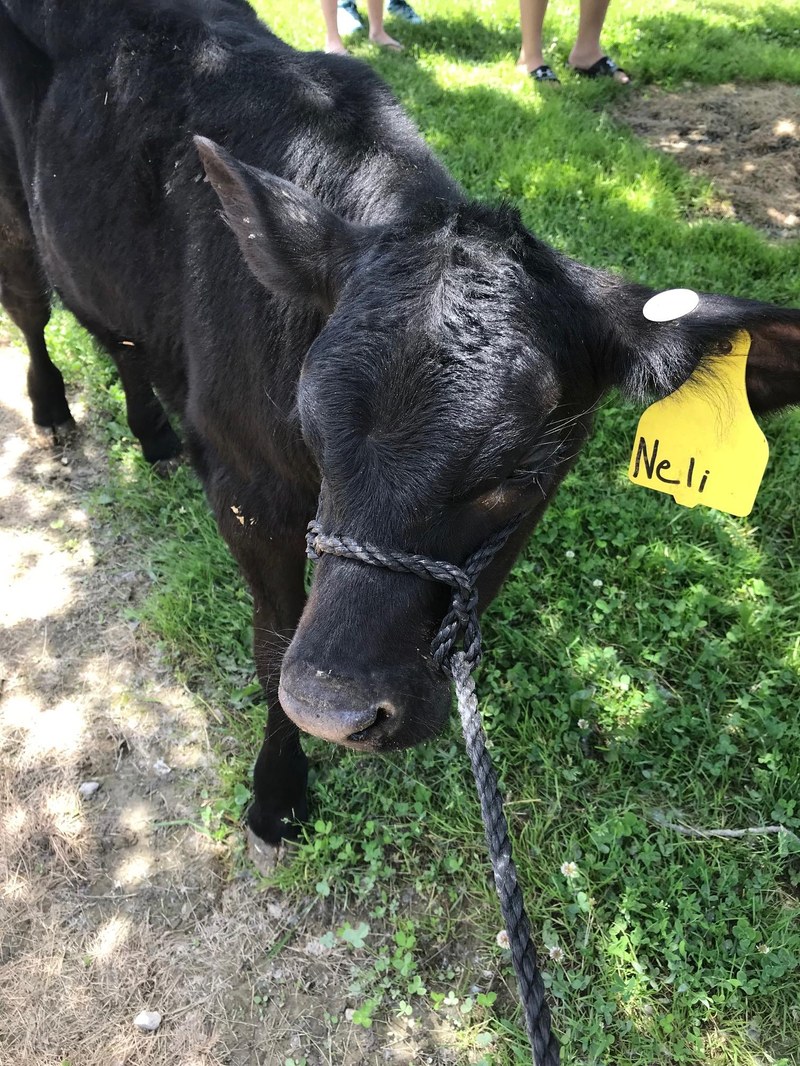 Durand FFA Petting Zoo