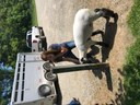 Durand FFA Petting Zoo