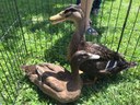 Durand FFA Petting Zoo