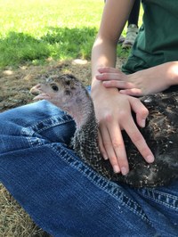 Durand FFA Petting Zoo