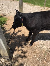 Durand FFA Petting Zoo